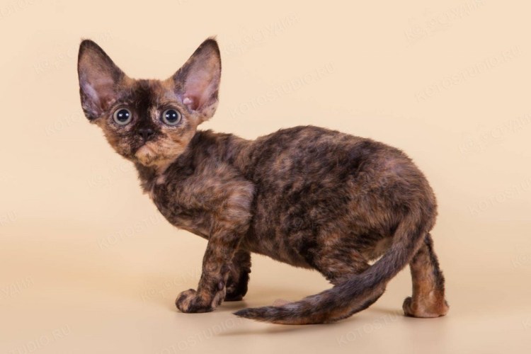 Уральский рекс длинношёрстный