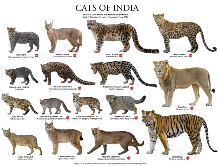 Породы кошечек с надписью пород