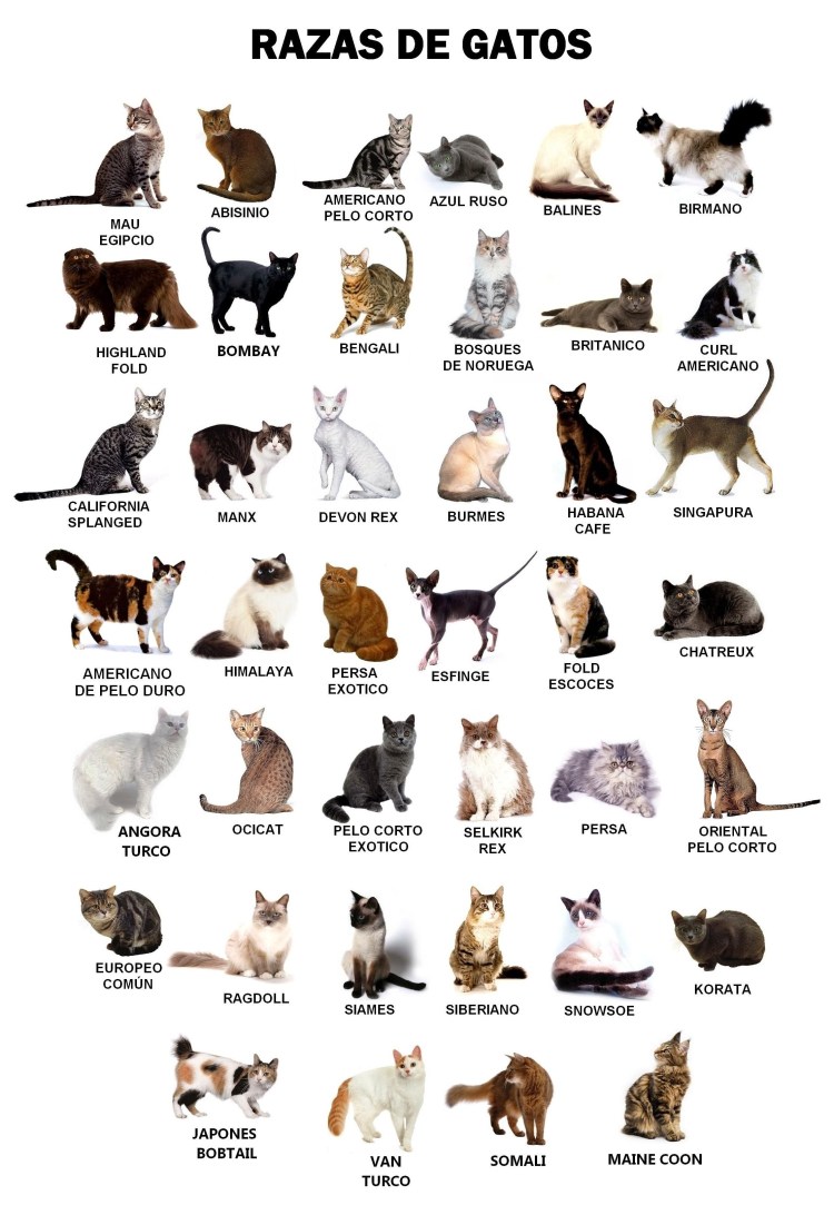 Расцветки кошек