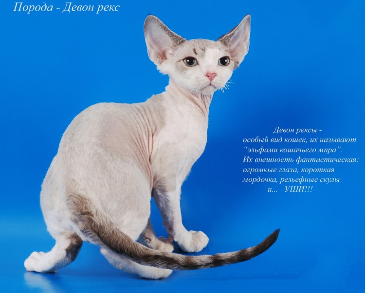 Породы кошек с названиями