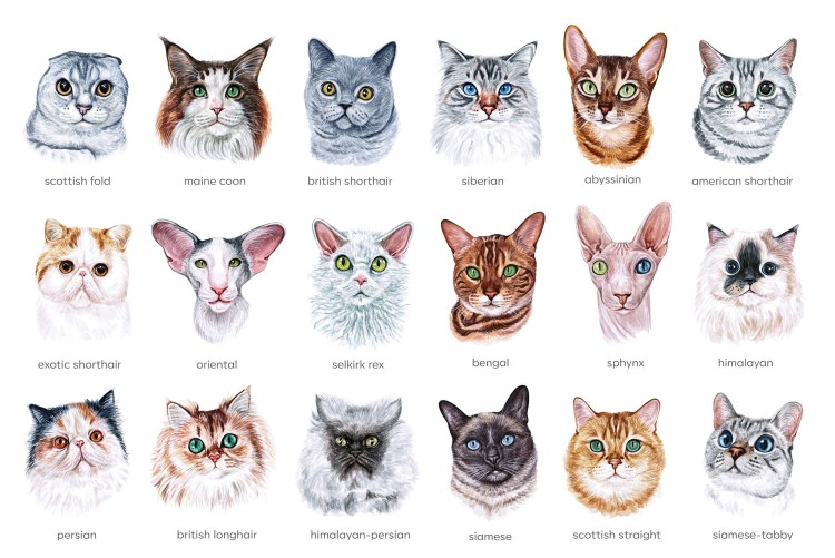 Породы кошек плакат