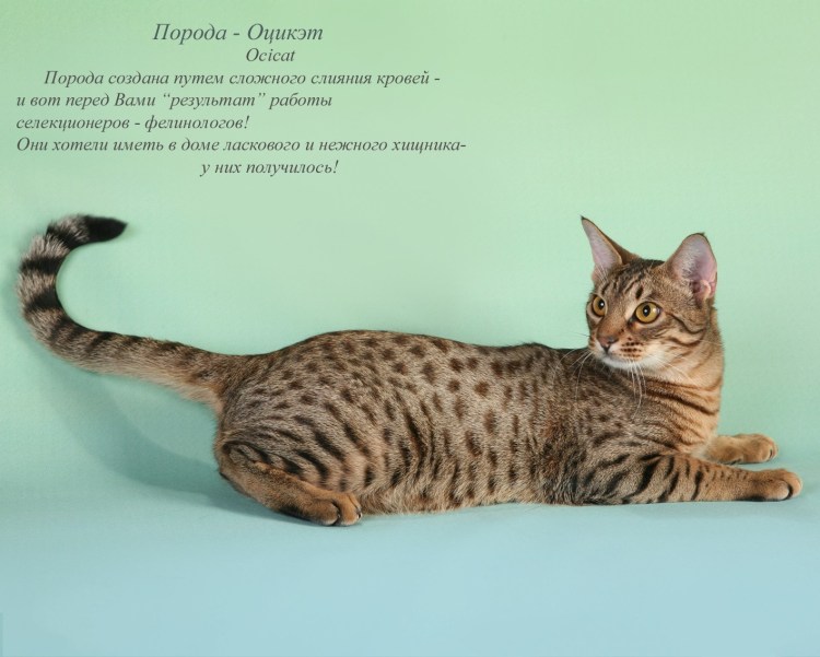 Породы кошек плакат