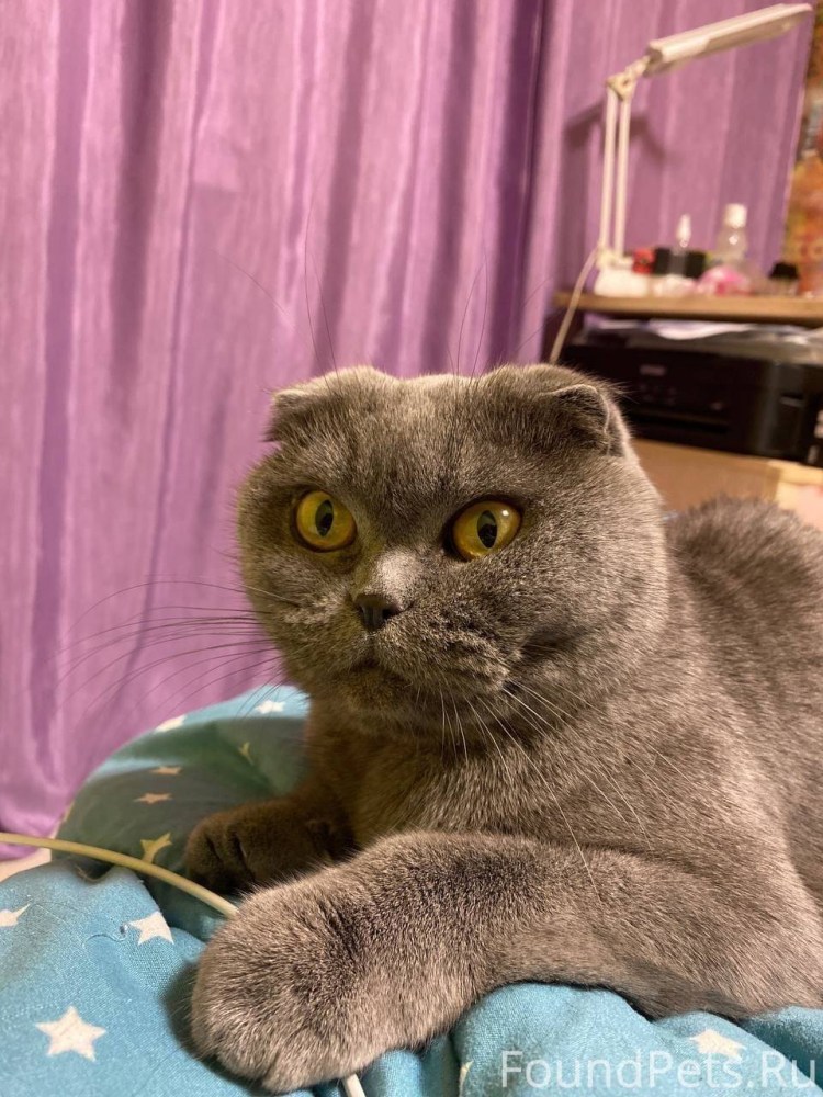 Породы кошек с названиями