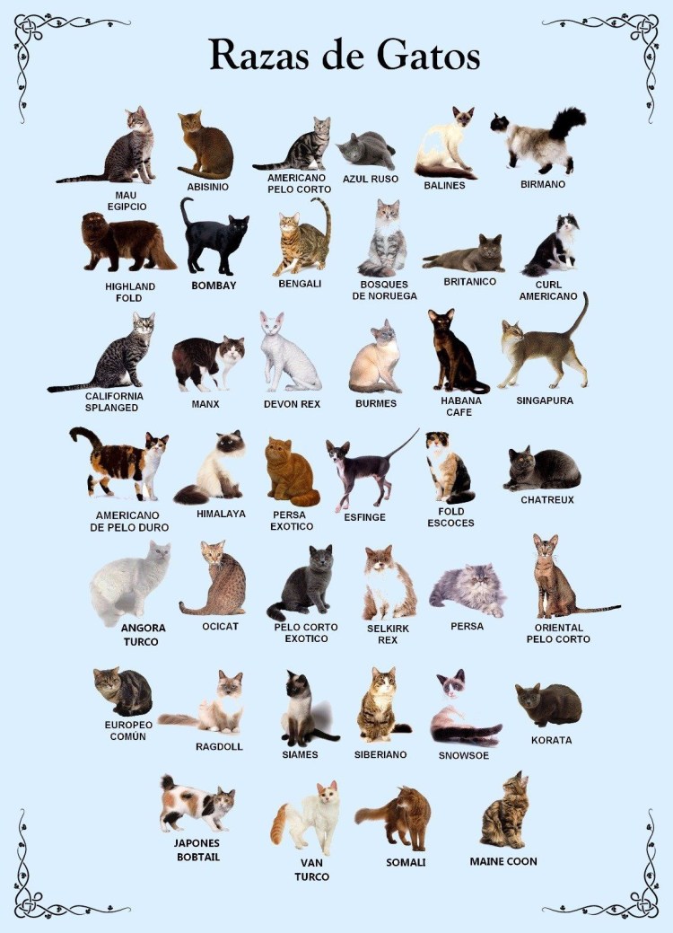 Определитель породы кошек