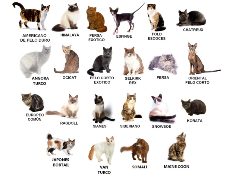 Разнообразие пород кошек