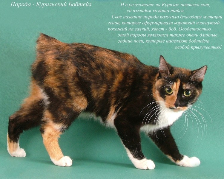 Породы кошек список