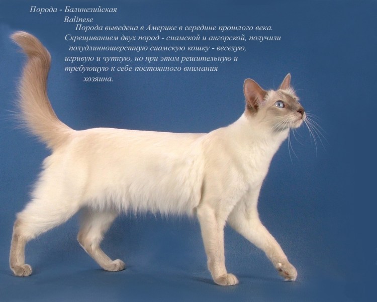 Бомбейская кошка стандарт породы