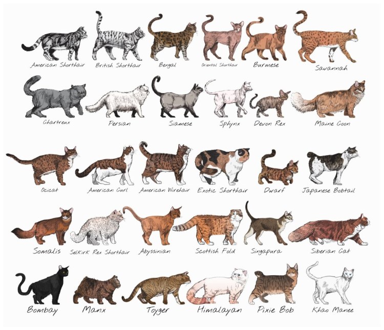 Описание кошки