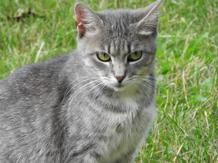 Сибирская кошка полосатая короткошерстная