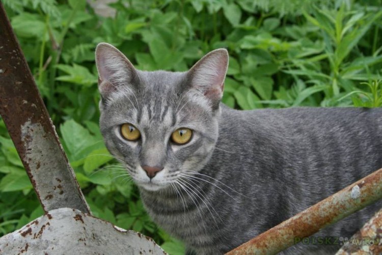 Британский кот дымчатый