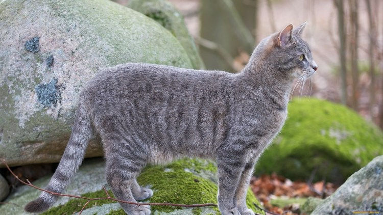 Тэбби Кэт серый