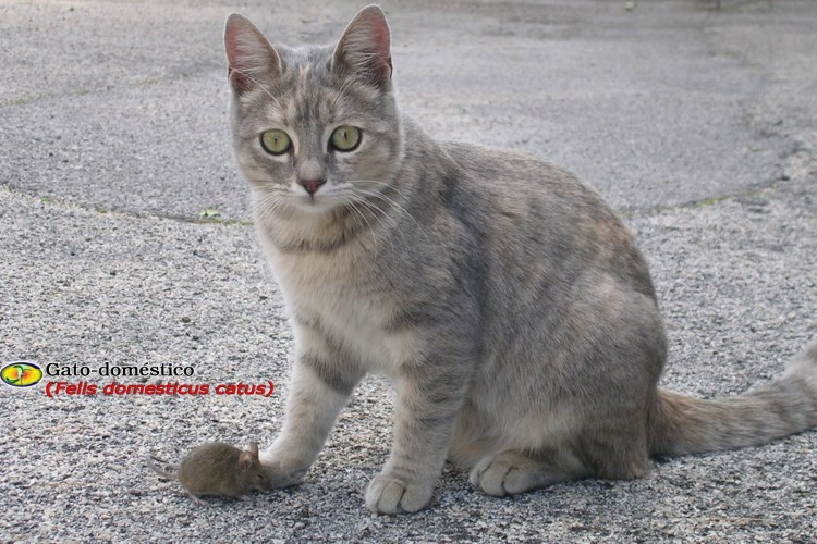 Серая дворовая кошка