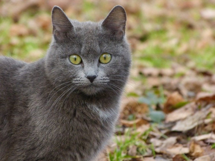 Кошка европейская короткошерстная серая полосатая