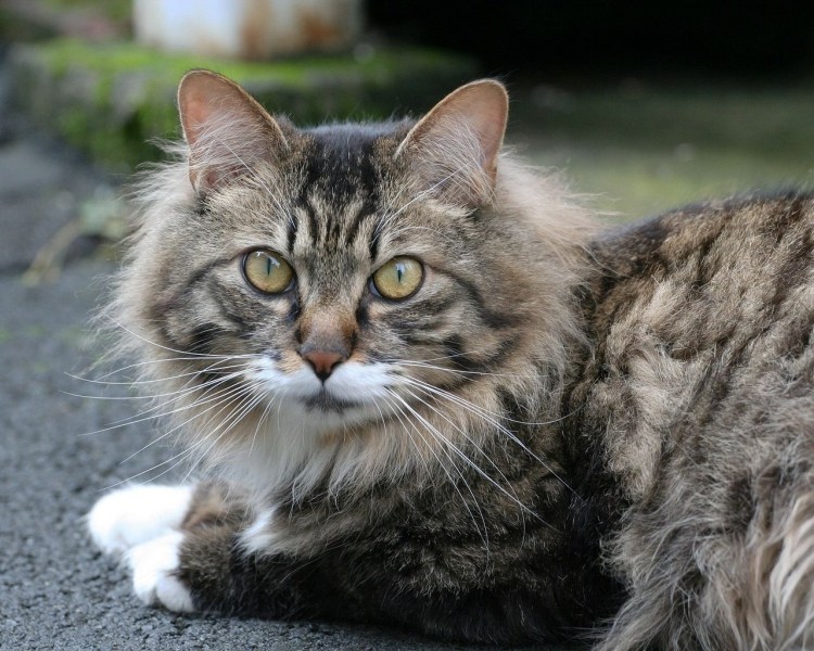 Серый полосатый кот