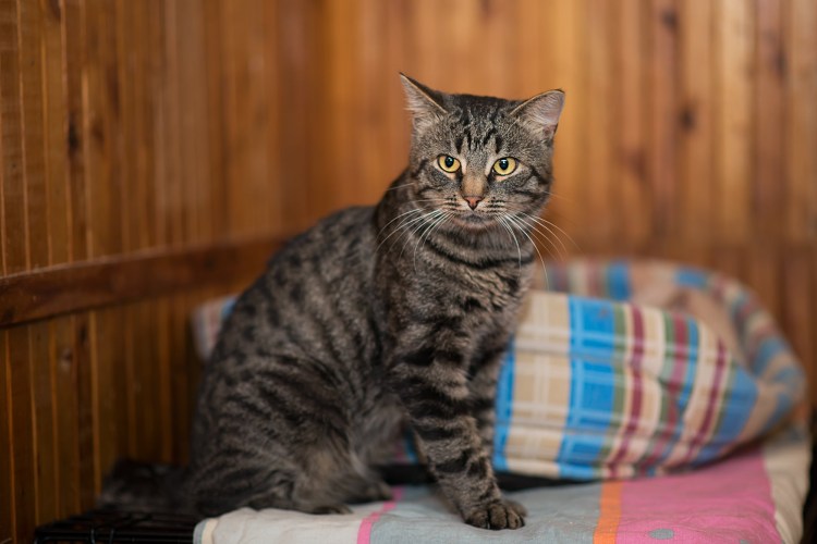 Серая полосатая кошка