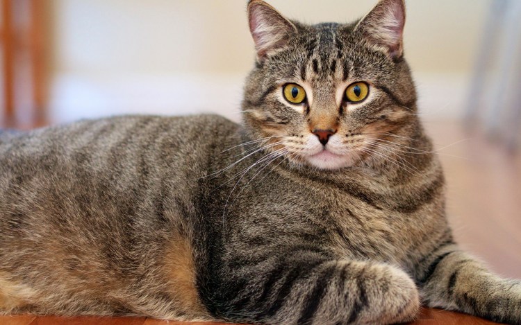 Обычный серый кот фото