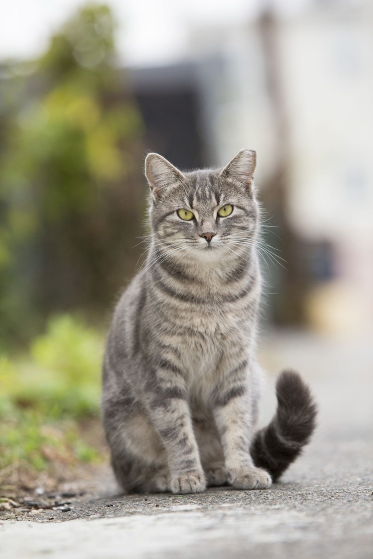 Европейская короткошерстная кошка