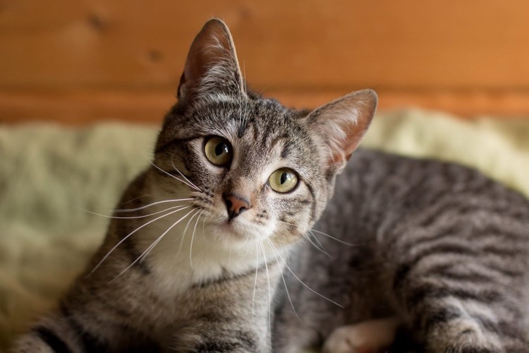 Европейская короткошерстная табби
