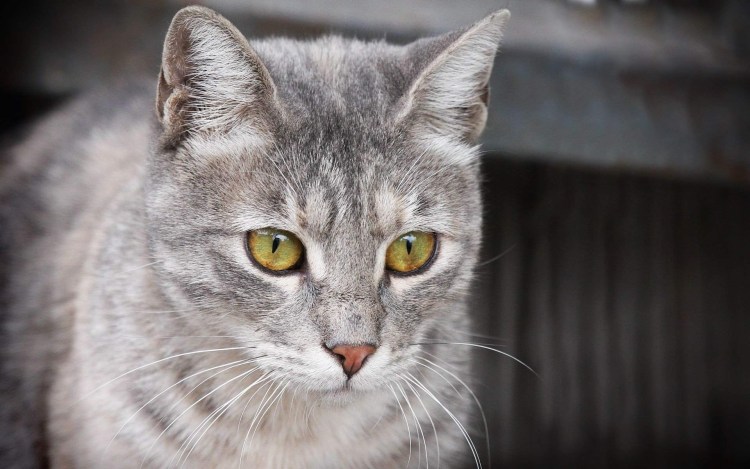 Британская короткошёрстная кошка шартрез