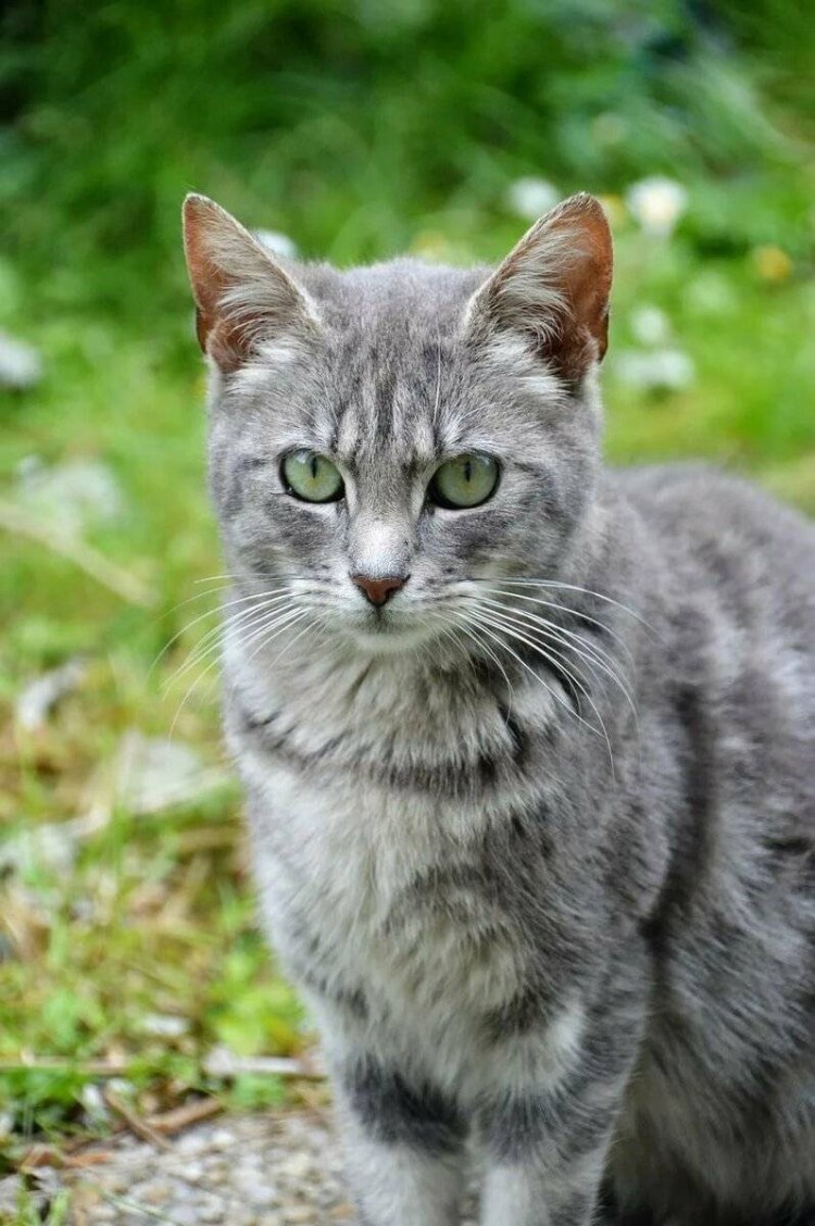 Серо-белая европейская короткошерстная кошка