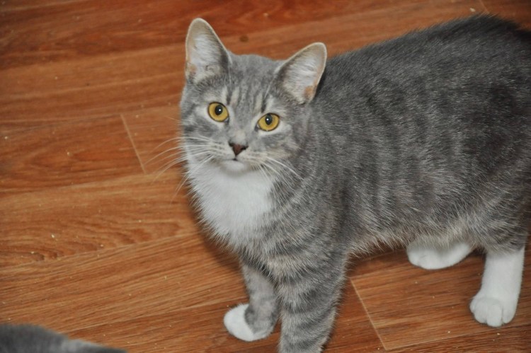 Обычный русский кот