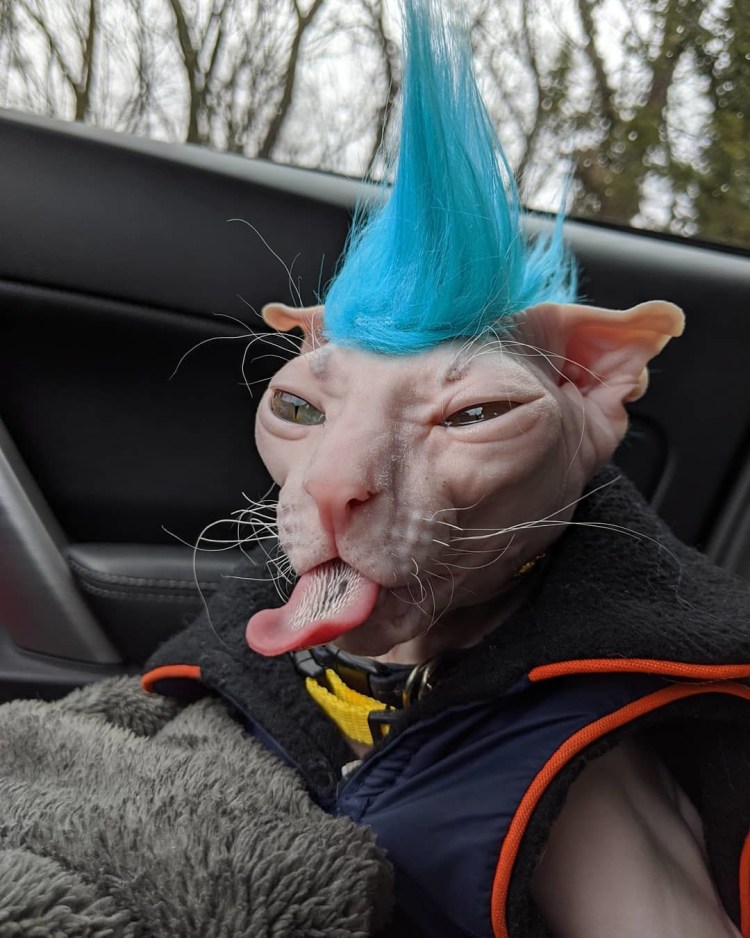 Смешной кот сфинкс