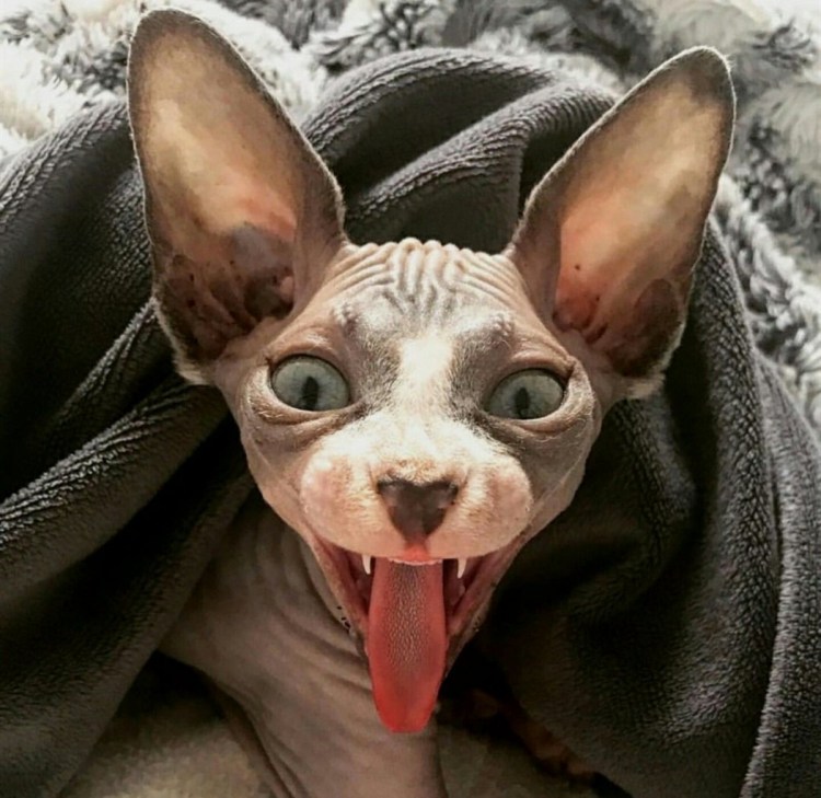 Сфинкс кошка оскал