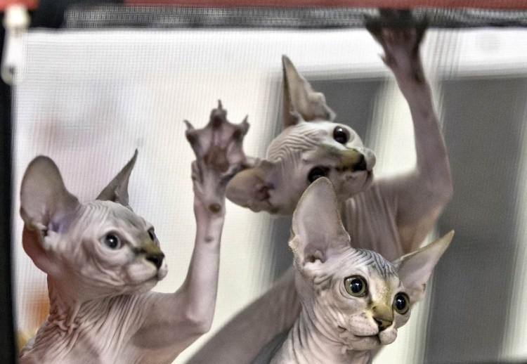 Жирная кошка сфинкс Донской