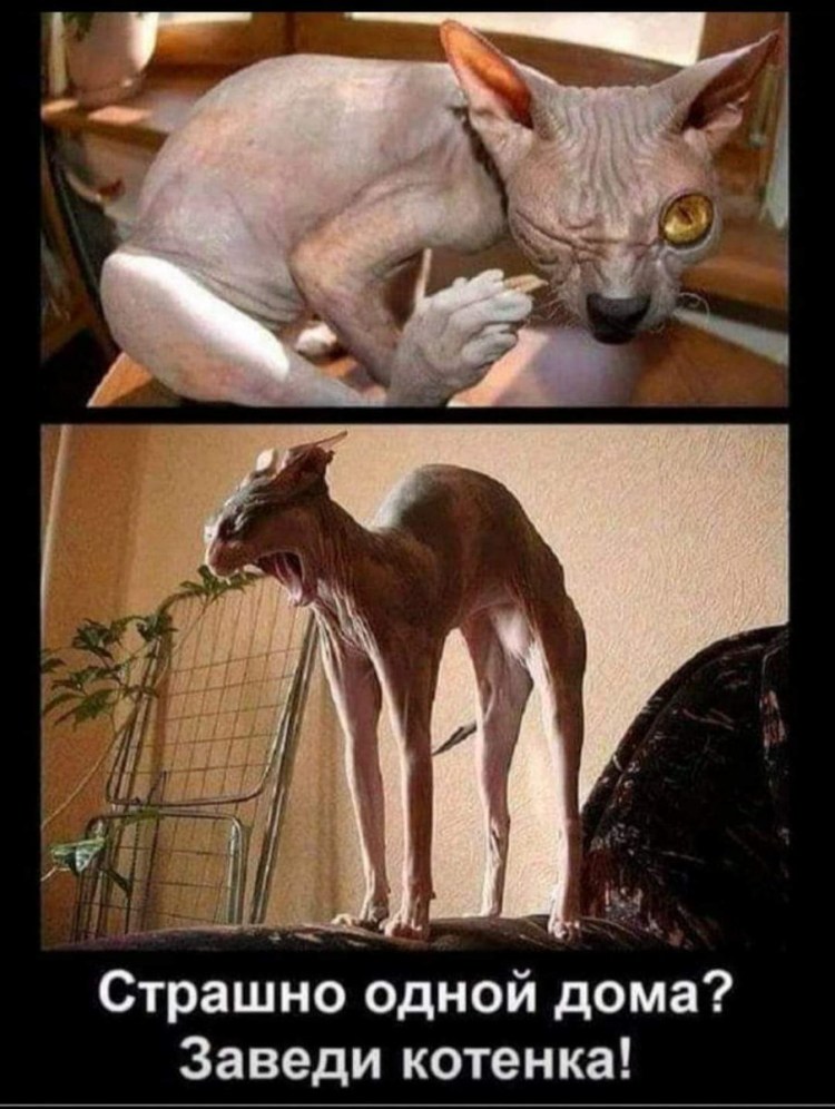 Сфинкс кот прикол