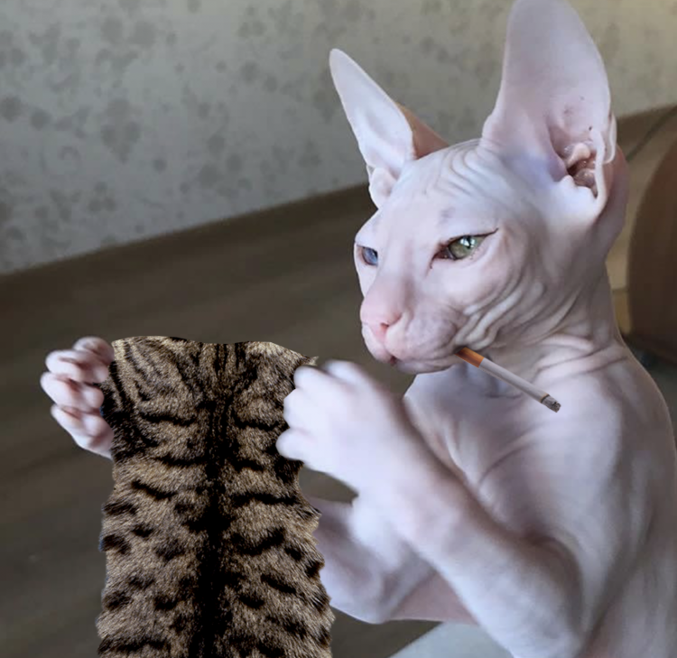 Смешные котики сфинксы