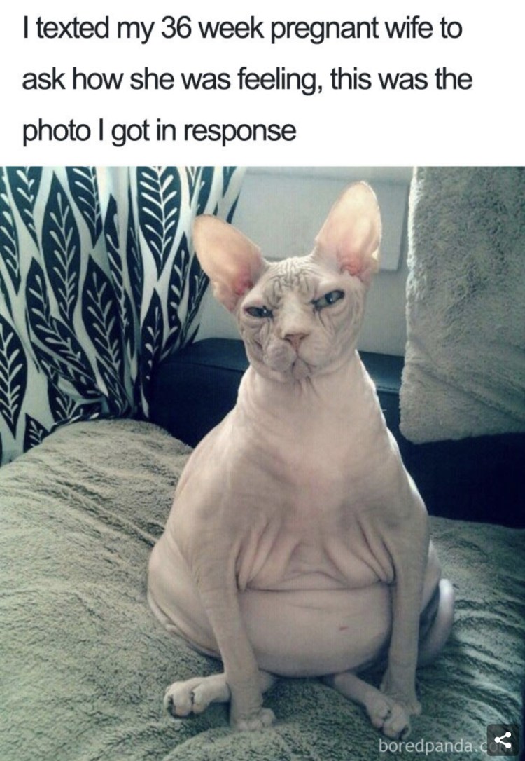 Приколы про сфинксов