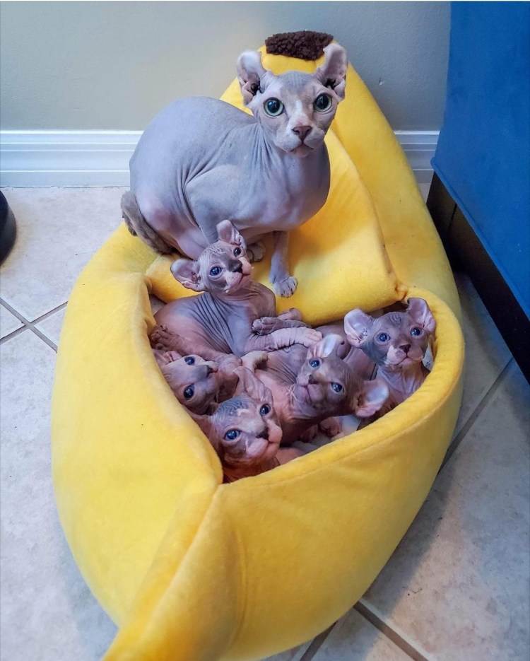 Прикольные сфинксы