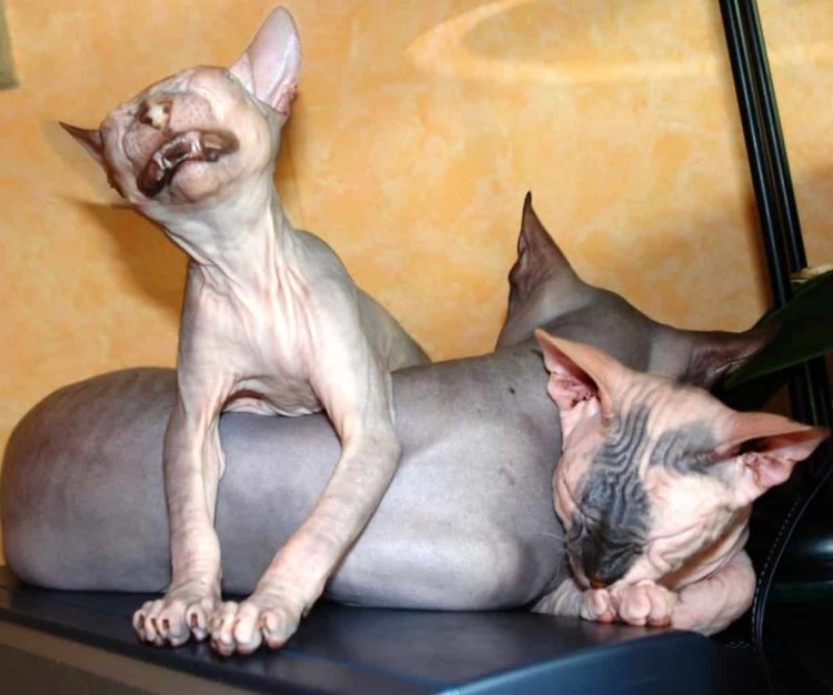 Смешные лысые коты