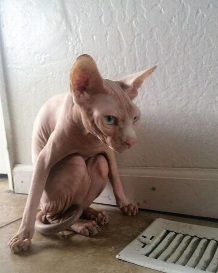 Сфинкс кошка