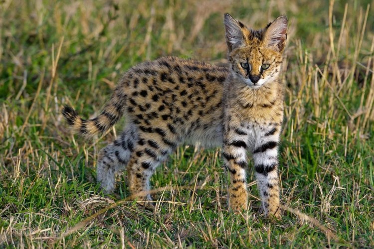 Африканская кошка сервал