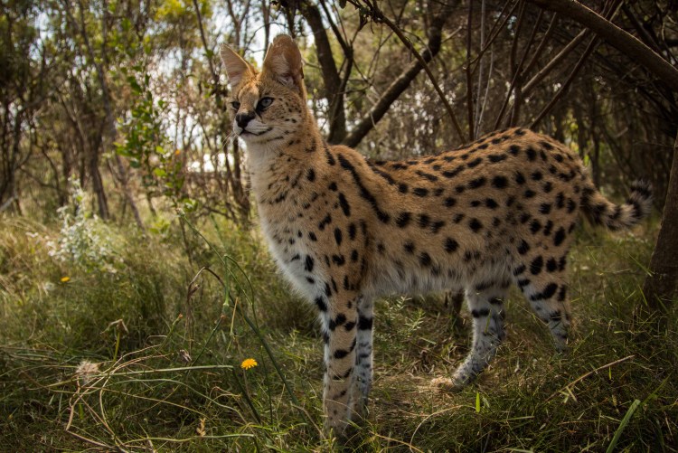 Сервал Мяурицио