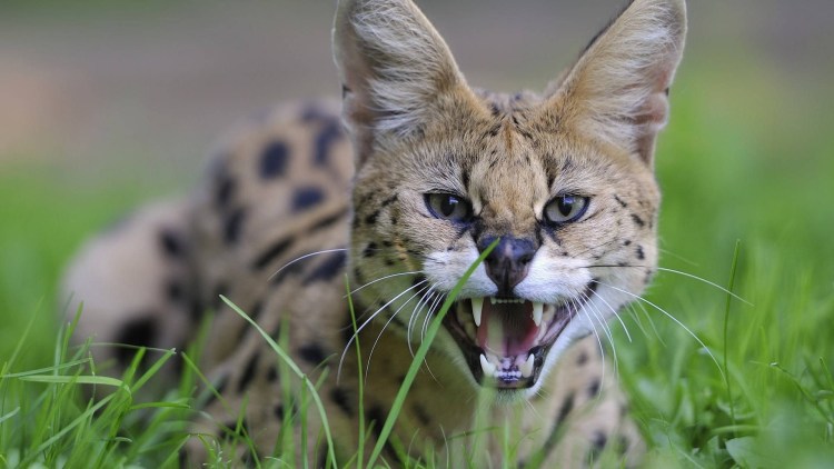 Сервал Саванна