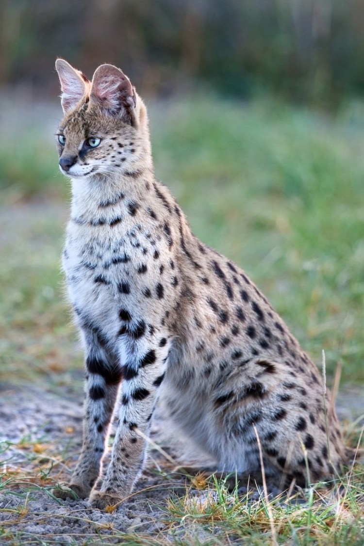 Сервал кустарниковая кошка