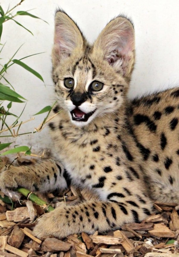 Сервал (Leptailurus Serval),