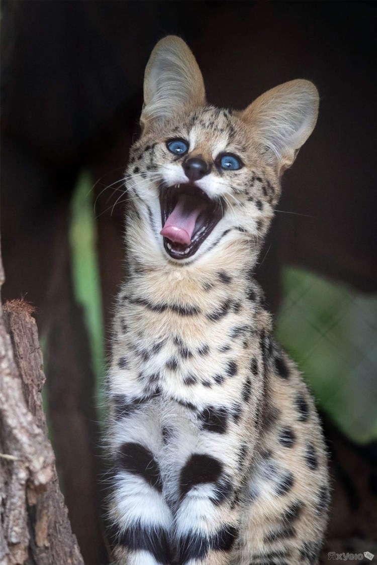 Сервал кошка