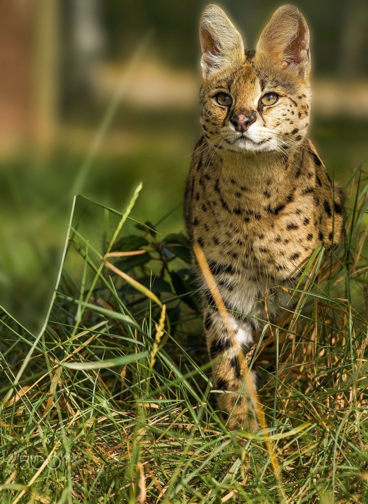 Сервал Саванна