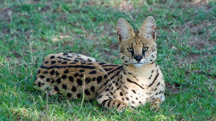 Сервал кошка