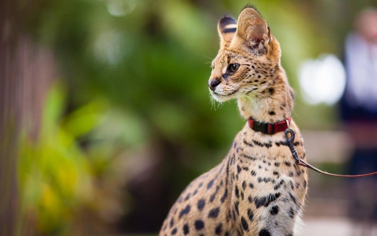 Сервал меланист