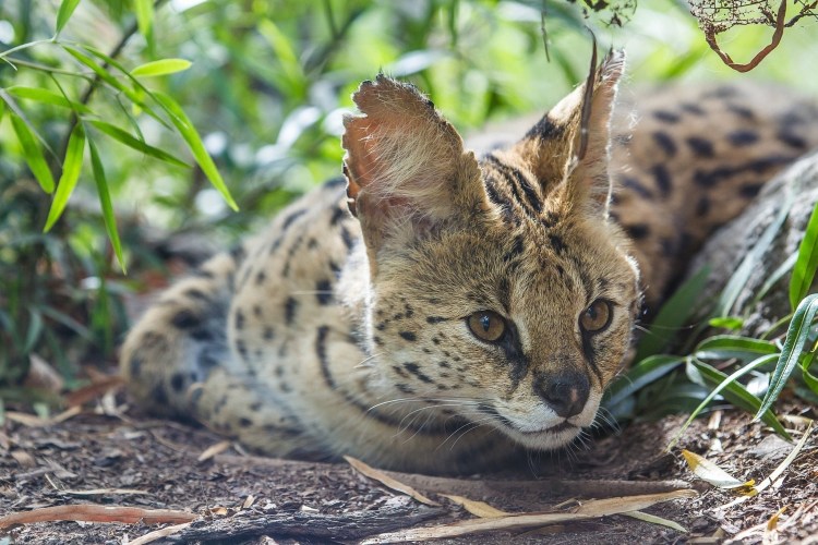 Сервал Африканская Дикая кошка