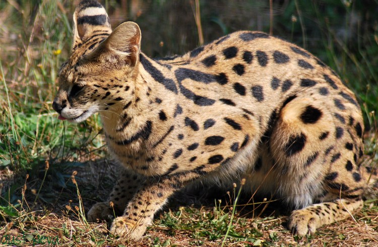 Сервал (Leptailurus Serval),