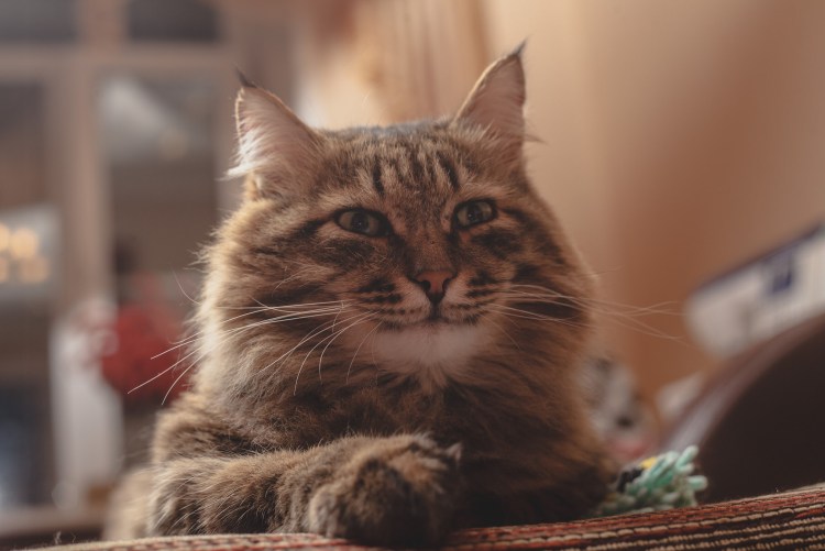 Довольный кот