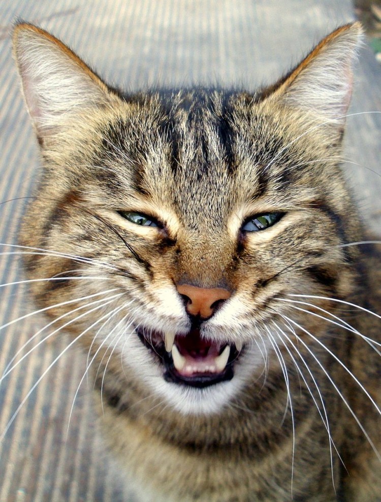 Кот улыбается