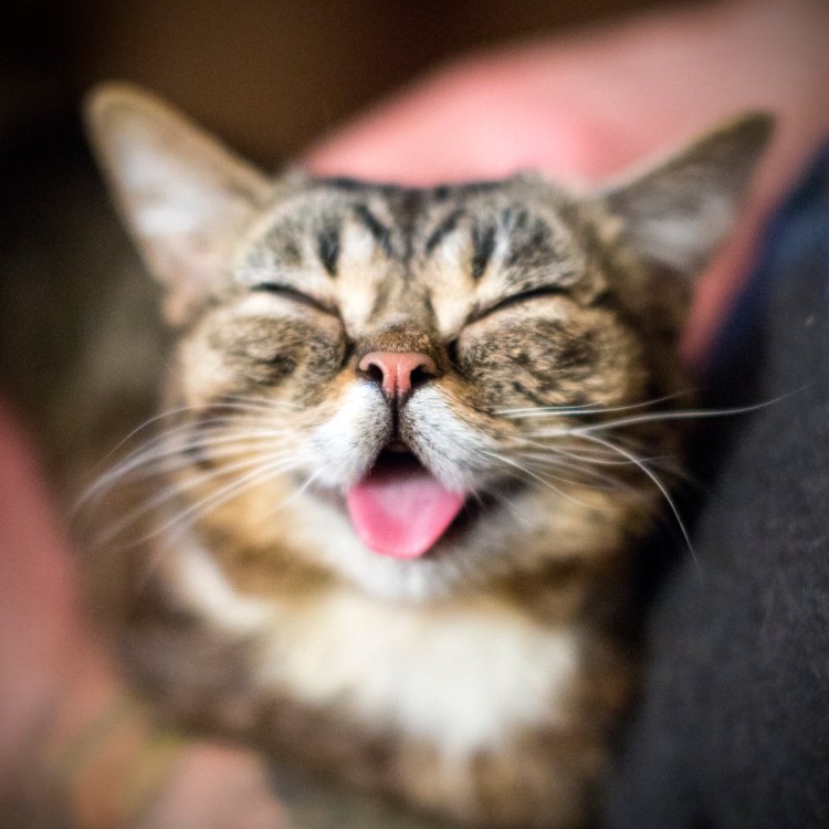 Кошка улыбается