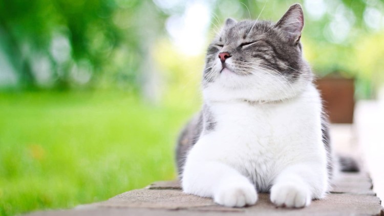 Котенок смеется