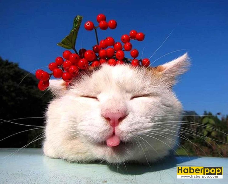 Кот улыбается